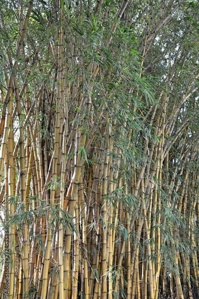 Fototapeta bamboo