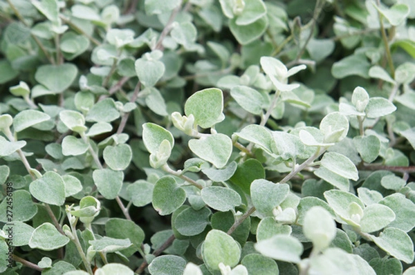 Fototapeta Silver helichrysum or licorice plant or helichrysum petiolare green foliage background