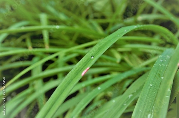 Fototapeta dewdrop on the grass