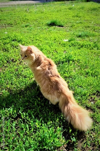 Fototapeta ginger lawn cat