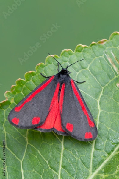 Fototapeta Cinnabar moth - Tyria jacobaeae