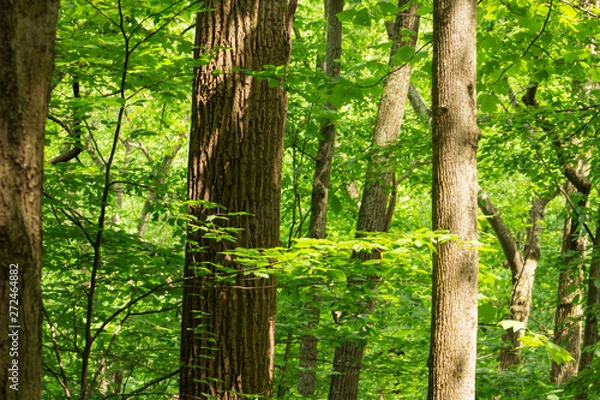 Obraz sunlight through trees