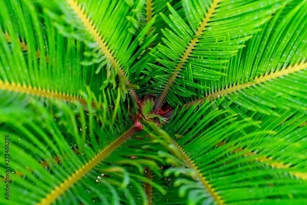 Fototapeta Exotic Cycad Palm Tree in A Garden