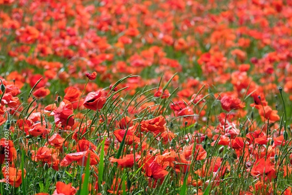 Fototapeta Mohnfeld