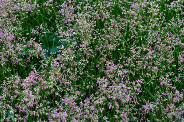Fototapeta Wild grass. Close up of wild grass. Green wild grass. Macro photo of wild grasses.