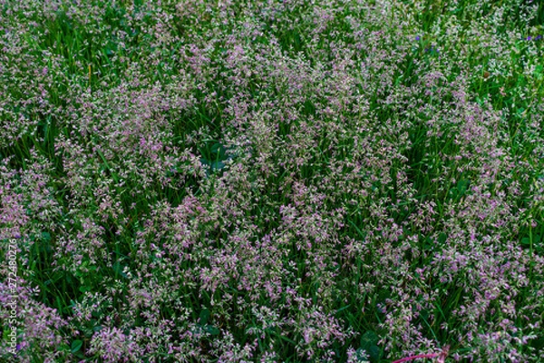 Fototapeta Wild grass. Close up of wild grass. Green wild grass. Macro photo of wild grasses.