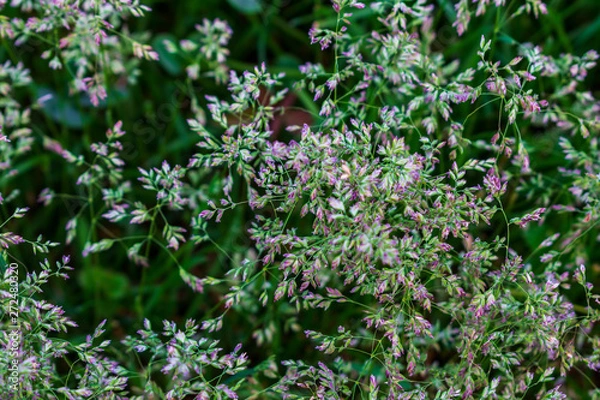 Fototapeta Wild grass. Close up of wild grass. Green wild grass. Macro photo of wild grasses.