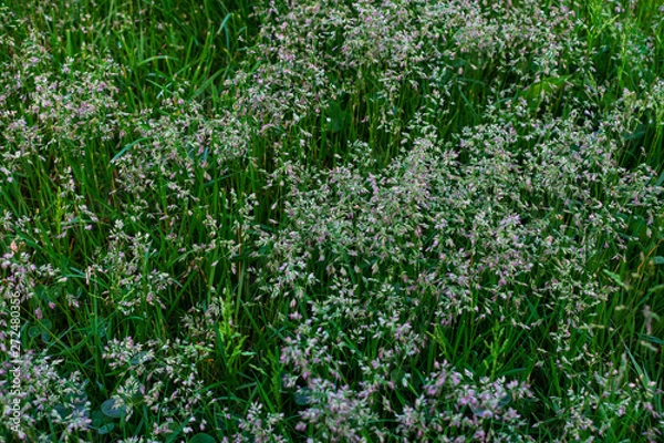 Fototapeta Wild grass. Close up of wild grass. Green wild grass. Macro photo of wild grasses.
