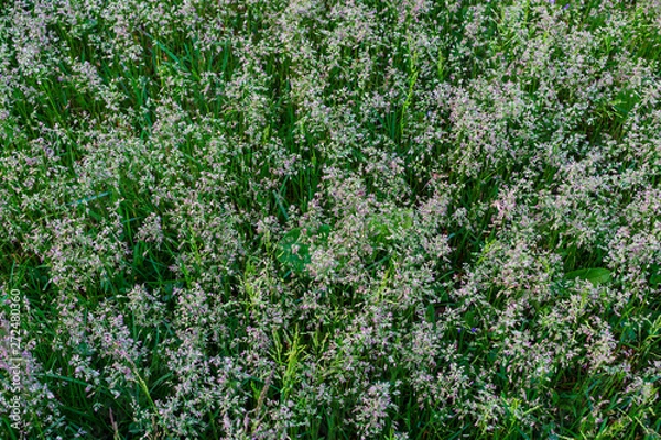 Fototapeta Wild grass. Close up of wild grass. Green wild grass. Macro photo of wild grasses.