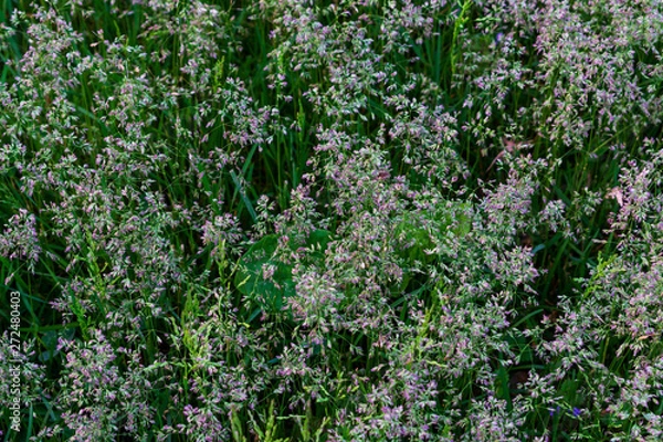 Fototapeta Wild grass. Close up of wild grass. Green wild grass. Macro photo of wild grasses.