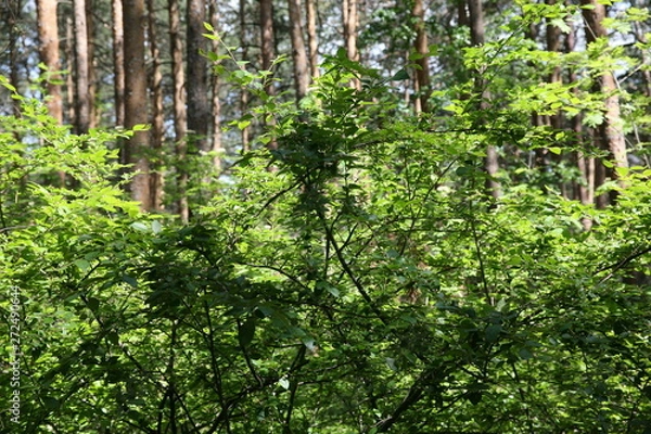 Obraz trees in the forest