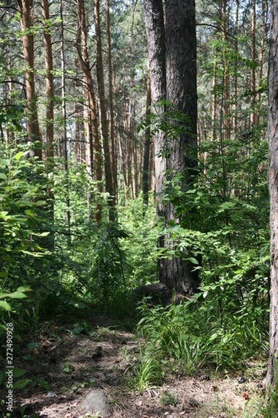 Obraz trees in the forest