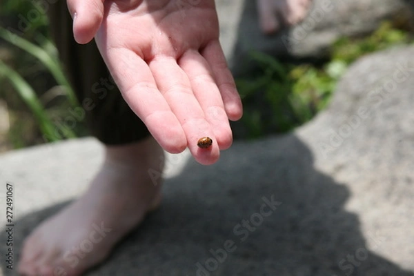 Obraz Bozh'ya korovka