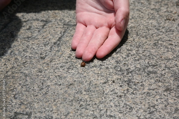 Obraz Bozh'ya korovka