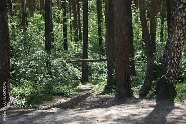 Obraz path in forest