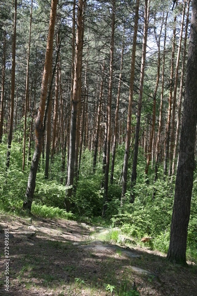 Obraz trees in the forest