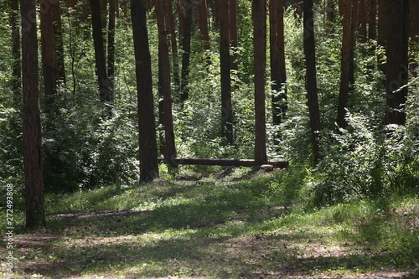 Obraz path in the forest