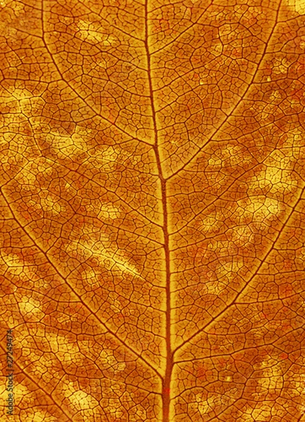 Fototapeta Autumn leaf background