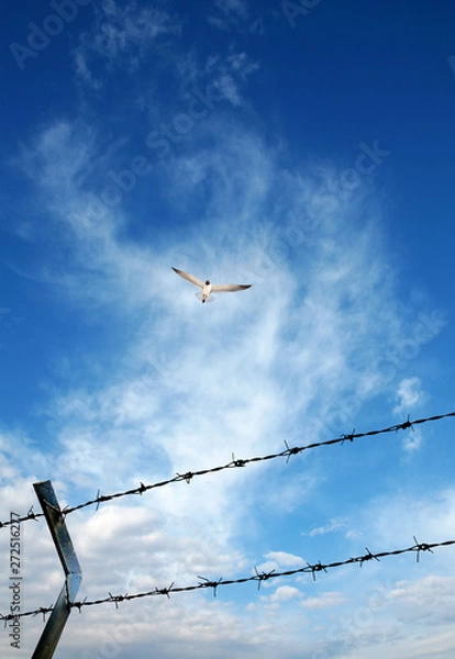 Obraz close up barbed wire fence and flying bird over sunny blue sky