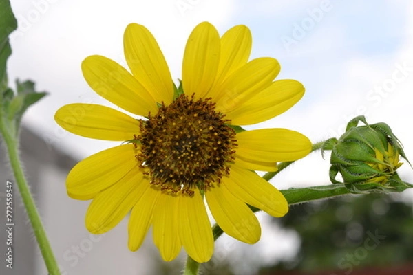 Obraz false sunflower