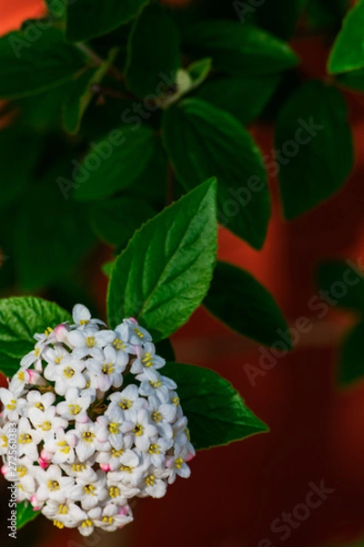 Fototapeta Close up of koreanspice viburnum (viburnum carlesii). White Koreanspice flowers. Macro photo of white flowers. White flowers in spring time.
