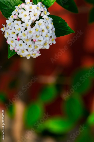 Fototapeta Close up of koreanspice viburnum (viburnum carlesii). White Koreanspice flowers. Macro photo of white flowers. White flowers in spring time.