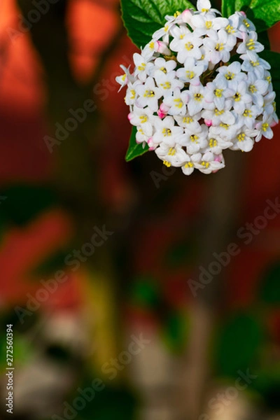 Fototapeta Close up of koreanspice viburnum (viburnum carlesii). White Koreanspice flowers. Macro photo of white flowers. White flowers in spring time.
