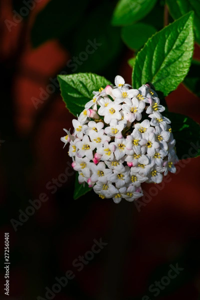Fototapeta Close up of koreanspice viburnum (viburnum carlesii). White Koreanspice flowers. Macro photo of white flowers. White flowers in spring time.