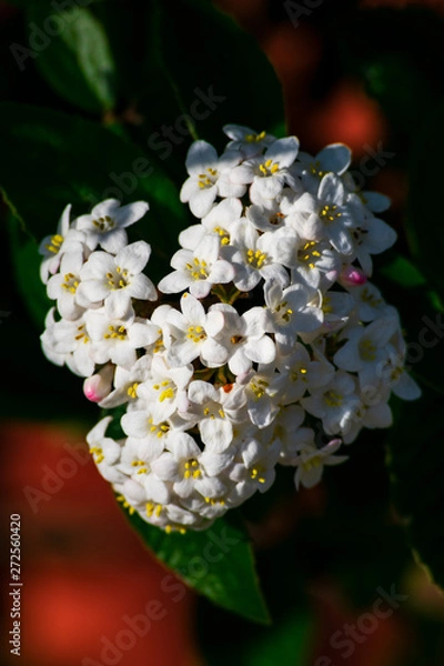 Fototapeta Close up of koreanspice viburnum (viburnum carlesii). White Koreanspice flowers. Macro photo of white flowers. White flowers in spring time.