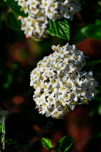 Fototapeta Close up of koreanspice viburnum (viburnum carlesii). White Koreanspice flowers. Macro photo of white flowers. White flowers in spring time.