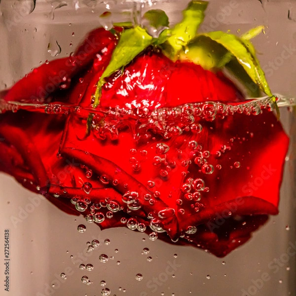 Fototapeta Submerged Rose