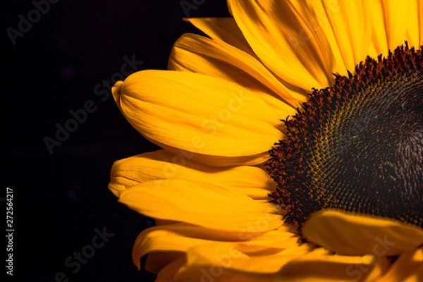 Fototapeta Sunflower