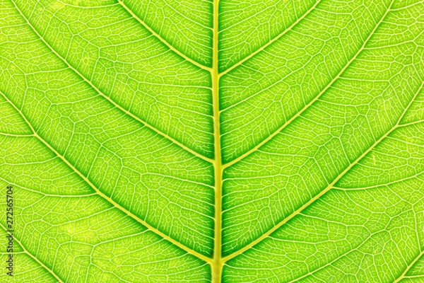 Fototapeta Green Leaf pattern texture background with light behind for website template, spring beauty, environment and ecology concept design.