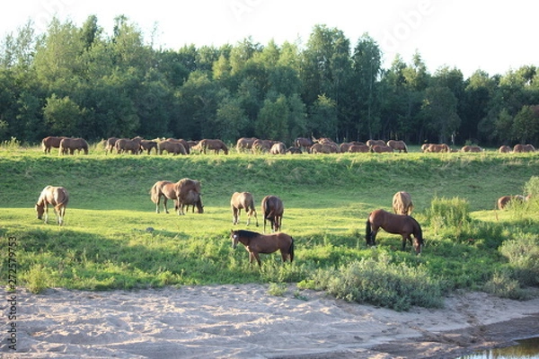Obraz herd of horses grazing in meadow