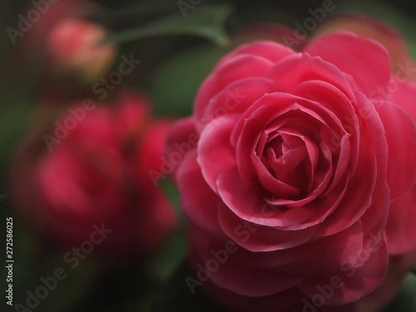 Fototapeta 乙女椿