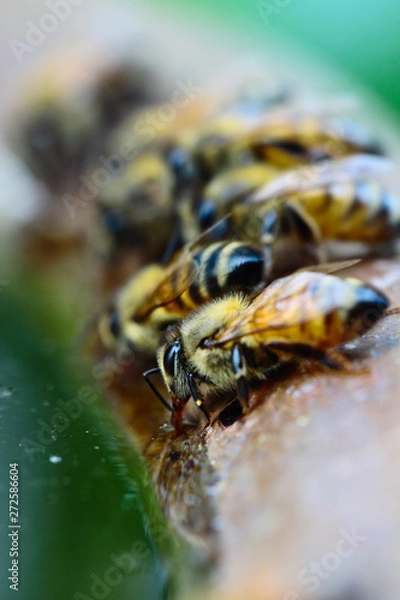 Fototapeta I am thirsty,Bees are drinking water from the basin on midday
