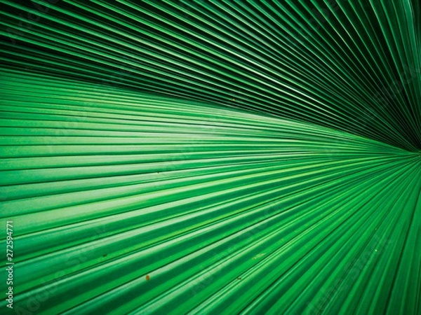 Fototapeta Close up of a pattern and texture green palm leave background.
