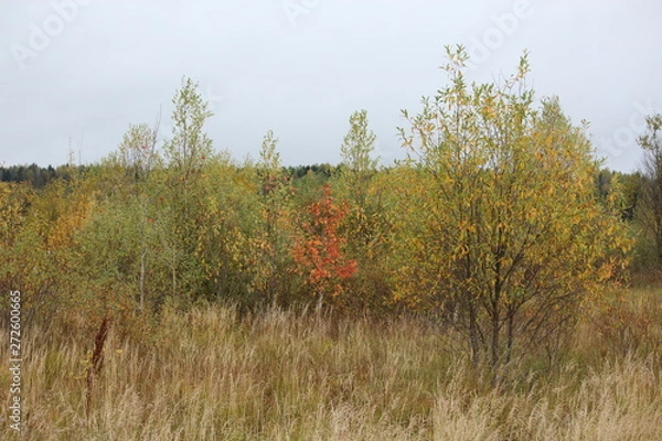 Obraz autumn 