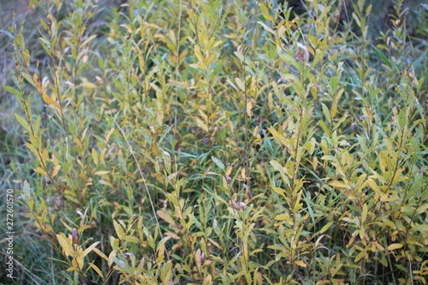 Obraz green leaves illuminated by the sun