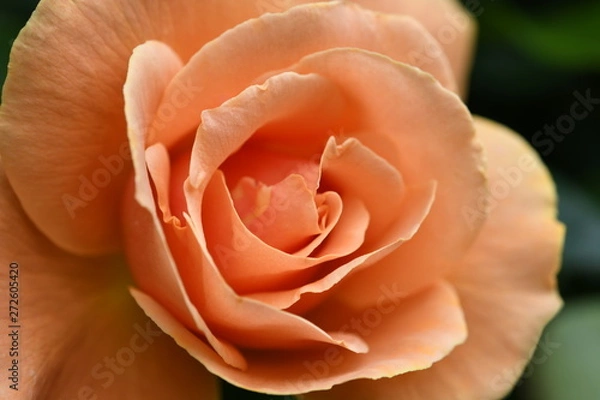 Fototapeta バラの花　オレンジ色