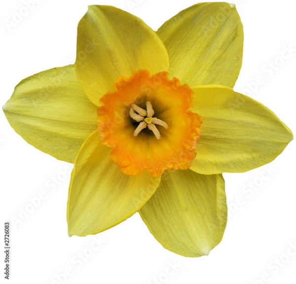Fototapeta daffodil