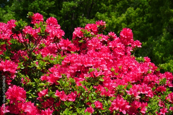 Fototapeta 満開に咲くツツジ