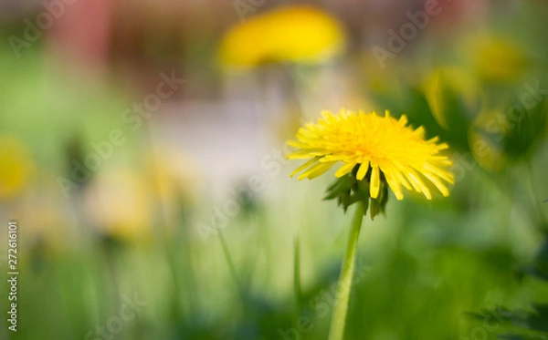 Obraz dandelion in the grass