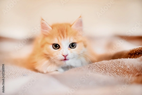 Fototapeta little kitten looks into the camera, kitten fluffy,red on a uniform background