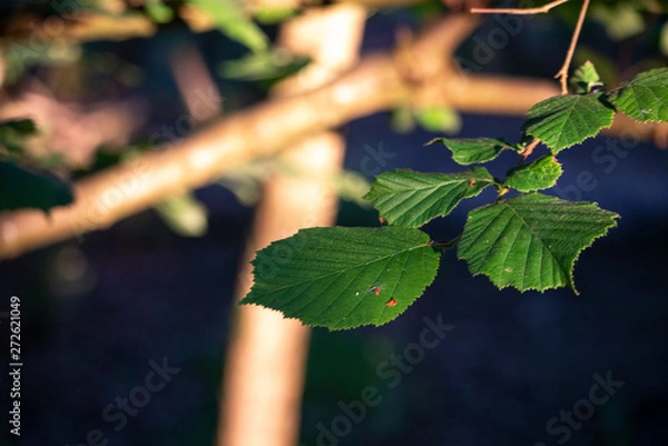 Obraz Tree Leaf