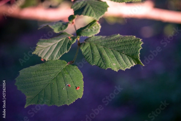 Obraz Tree Leaf