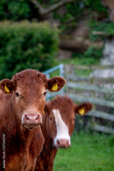 Obraz Cows, Cows in a Field, Sussex Cows