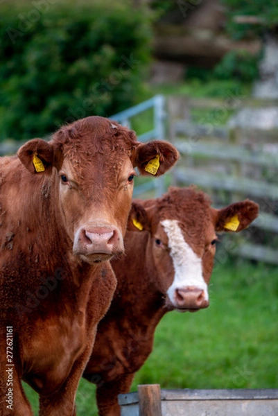 Obraz Cows, Cows in a Field, Sussex Cows