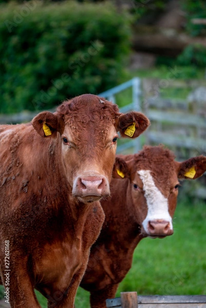Obraz Cows, Cows in a Field, Sussex Cows