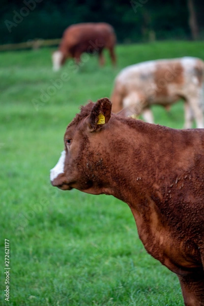 Obraz Cows, Cows in a Field, Sussex Cows